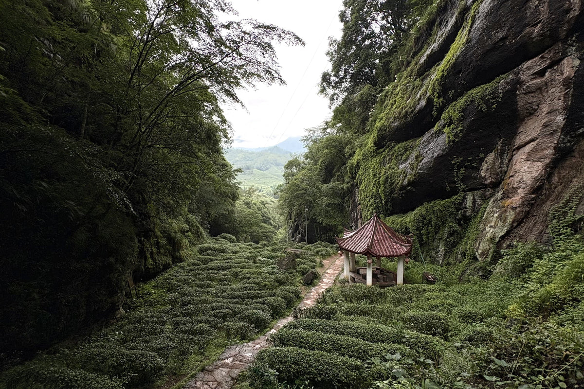 Does Altitude Matter for Tea Leaves?