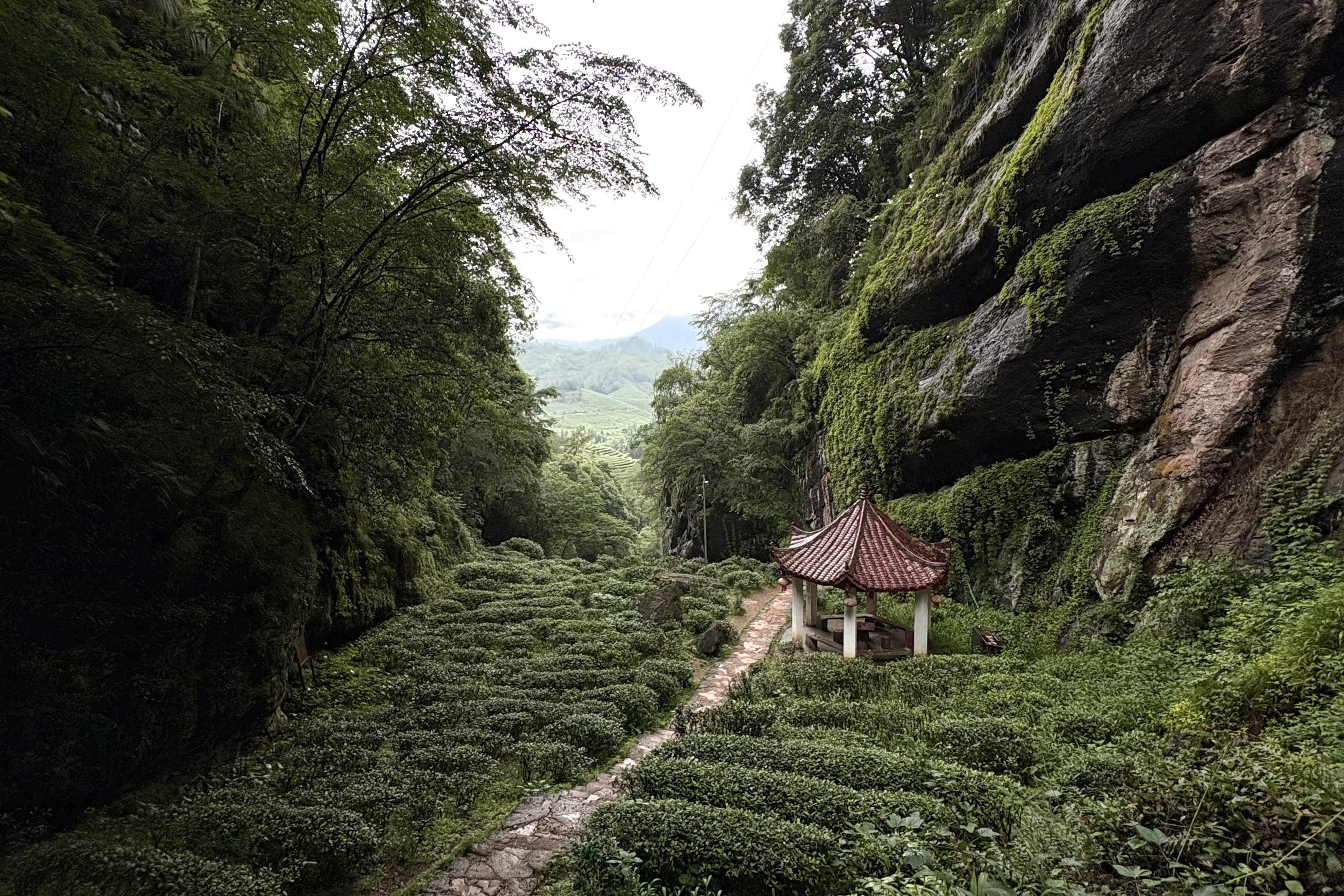 Does Altitude Matter for Tea Leaves?